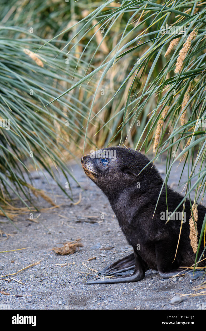 Carino pelliccia sigillo pup in posa su di una spiaggia di sabbia in mezzo all'Erba Tussac, Isola Georgia del sud, sud dell'Oceano Atlantico Foto Stock