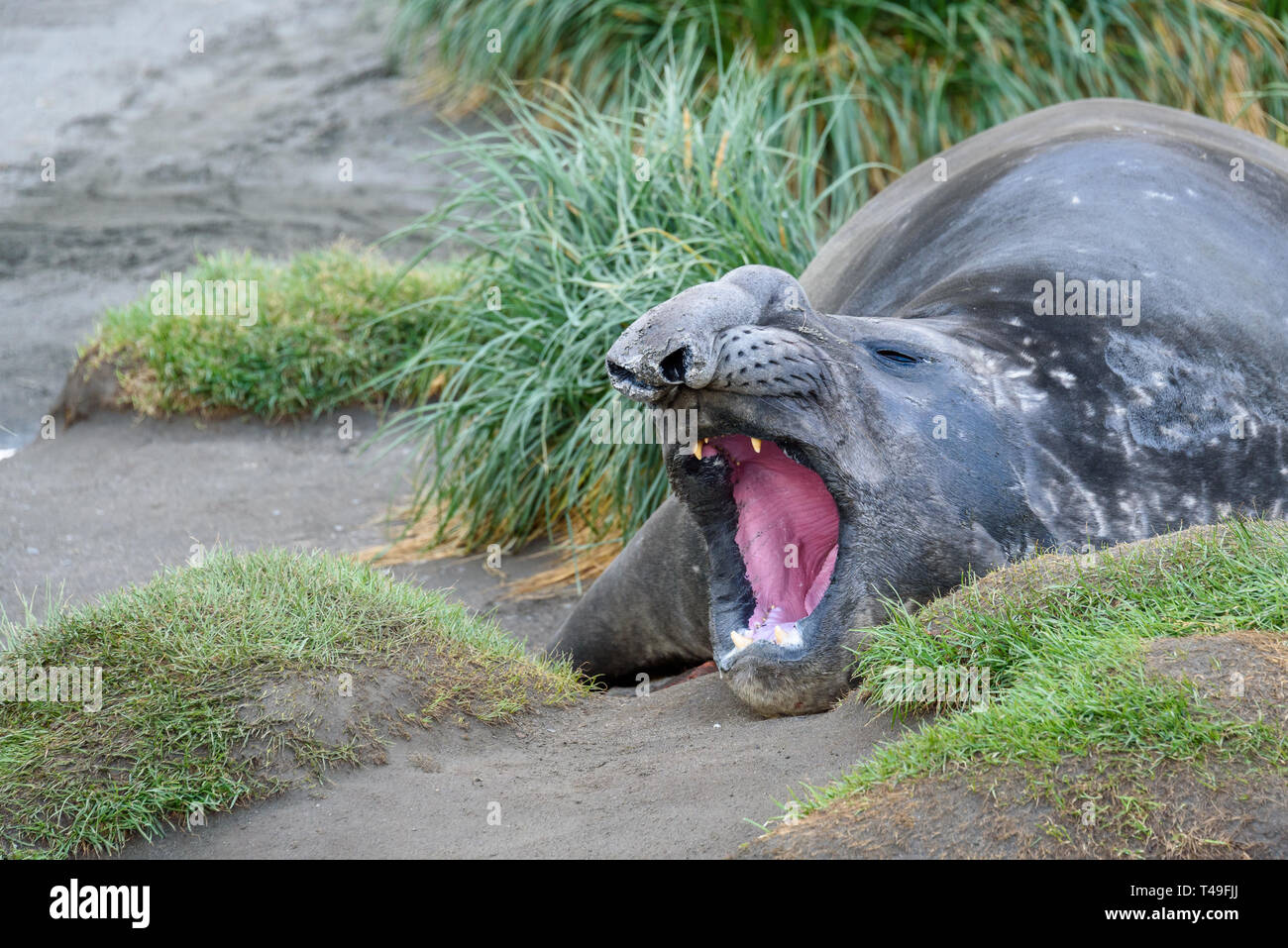 Maschio guarnizione di elefante in appoggio e sbadigli, nel fango ed erba, oceano porto, Georgia del Sud Foto Stock