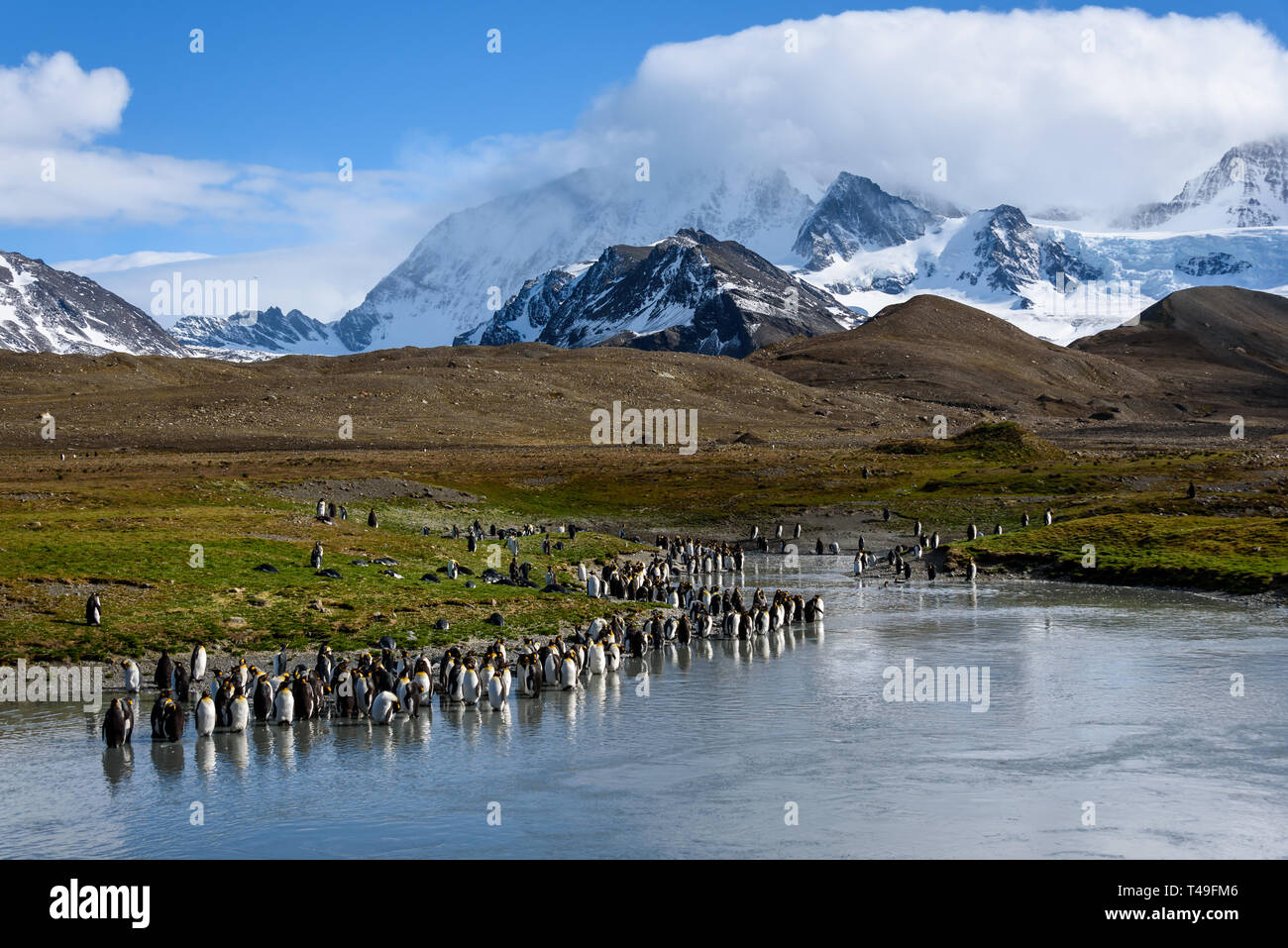 Bella e soleggiata paesaggio con grande letto King colonia di pinguini, i pinguini in piedi nel fiume che porta indietro alla montagna innevata, St Andrews Bay, Georgia del Sud Foto Stock