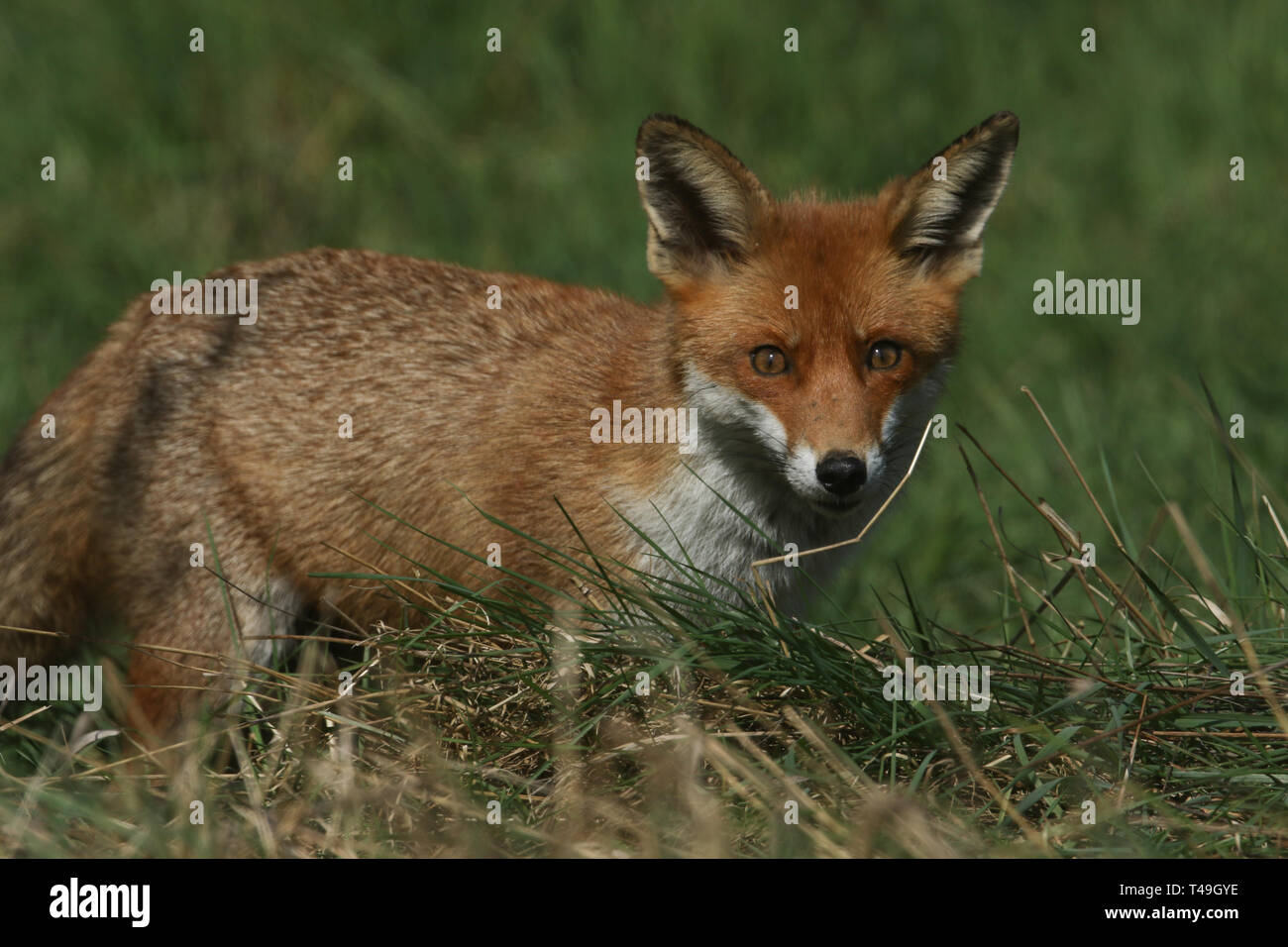 Un magnifico rosso selvatico volpe (Vulpes vulpes) a caccia di cibo da mangiare in erba lunga. Foto Stock