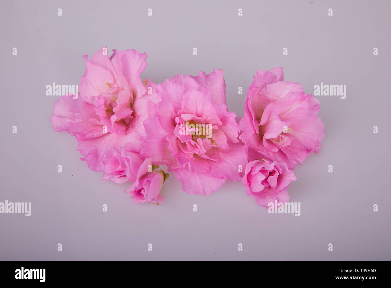 Impianto di fioritura di azalea in vaso. "Rhododendron simsii' su sfondo chiaro Foto Stock