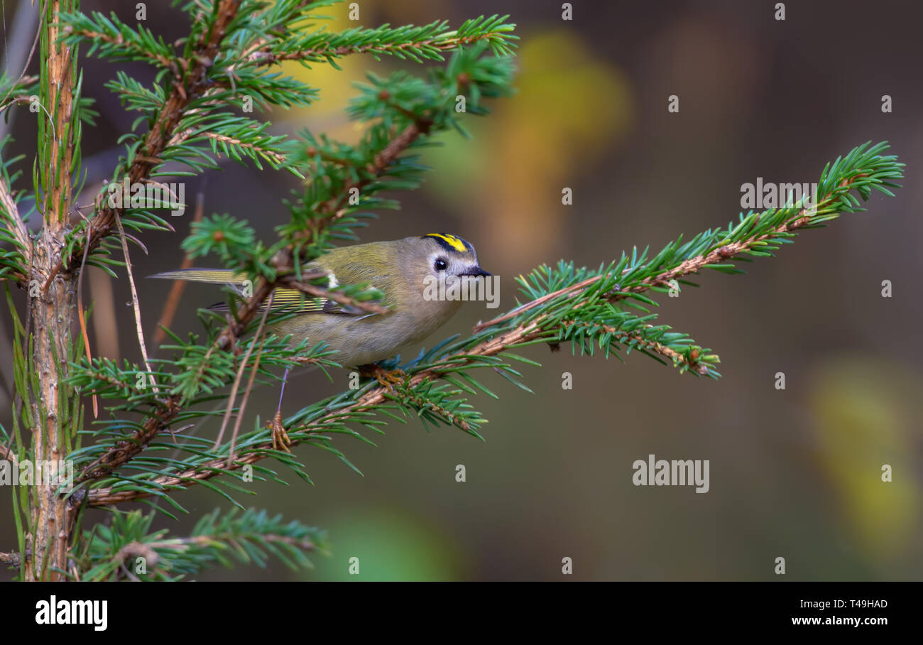 Goldcrest guardando con una curiosità dal ramo di abete Foto Stock