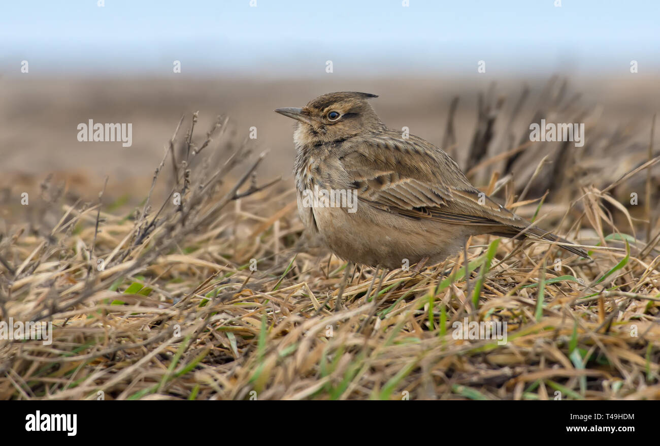 Crested Lark sul terreno in mezzo giallo erbe vecchio Foto Stock