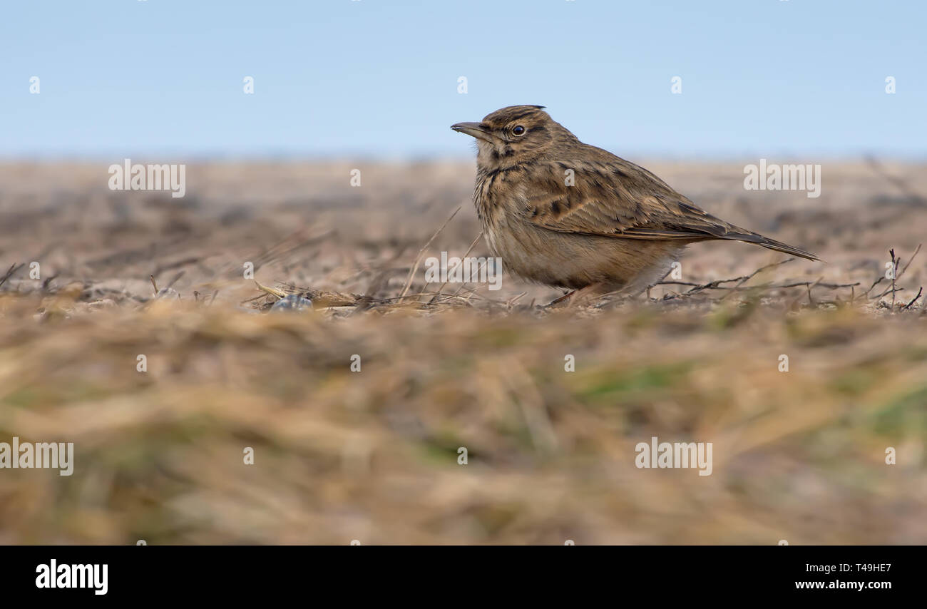 Crested Lark in posa sul piatto a livello del suolo in inverno Foto Stock