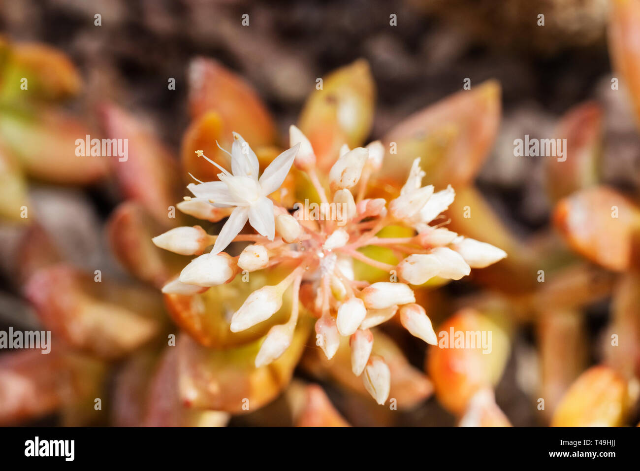 Fiori di sedum adolphii anche chiamato impianto stonecrop , bella corymbs di bianco fiori stellate Foto Stock