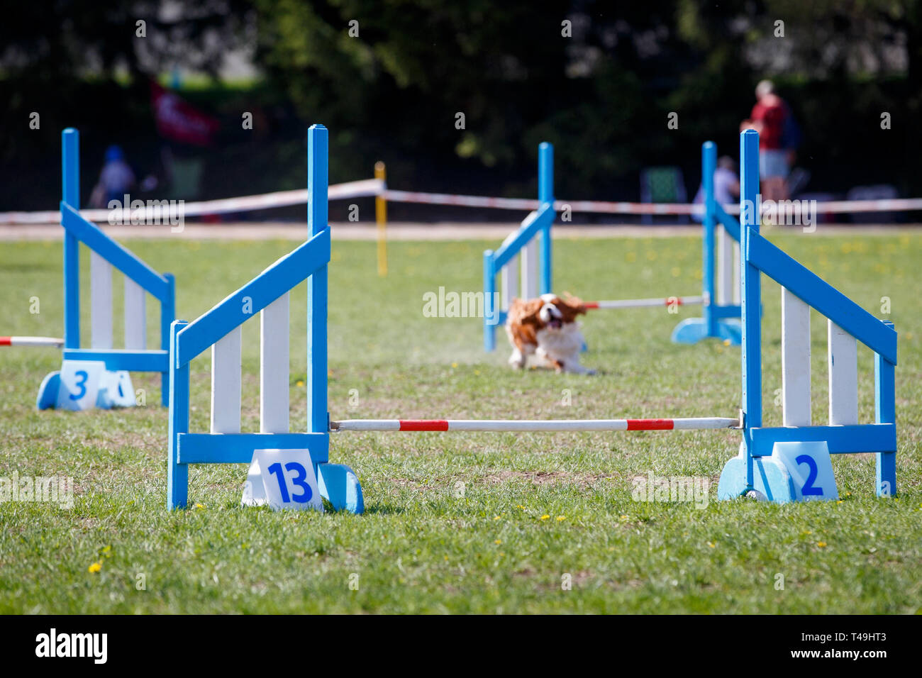 Serie di ostacoli sul cane agilità competizioni sportive Foto Stock