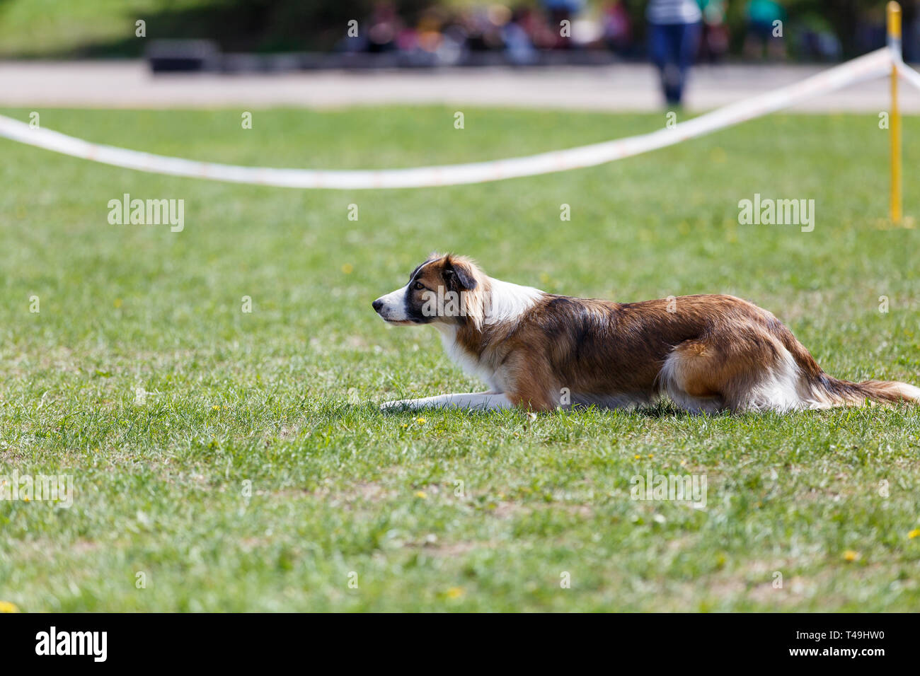 Cane in attesa di iniziare il suo corso nel cane agilità competizione sportiva Foto Stock