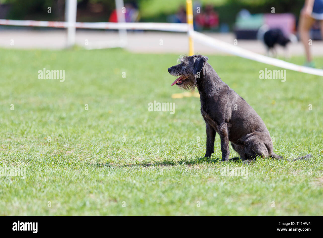 Cane in attesa di iniziare il suo corso nel cane agilità competizione sportiva Foto Stock
