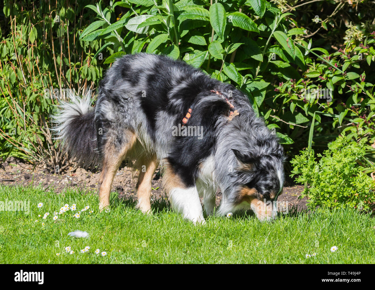 Collie cane su erba in un parco in primavera nel Regno Unito. Foto Stock