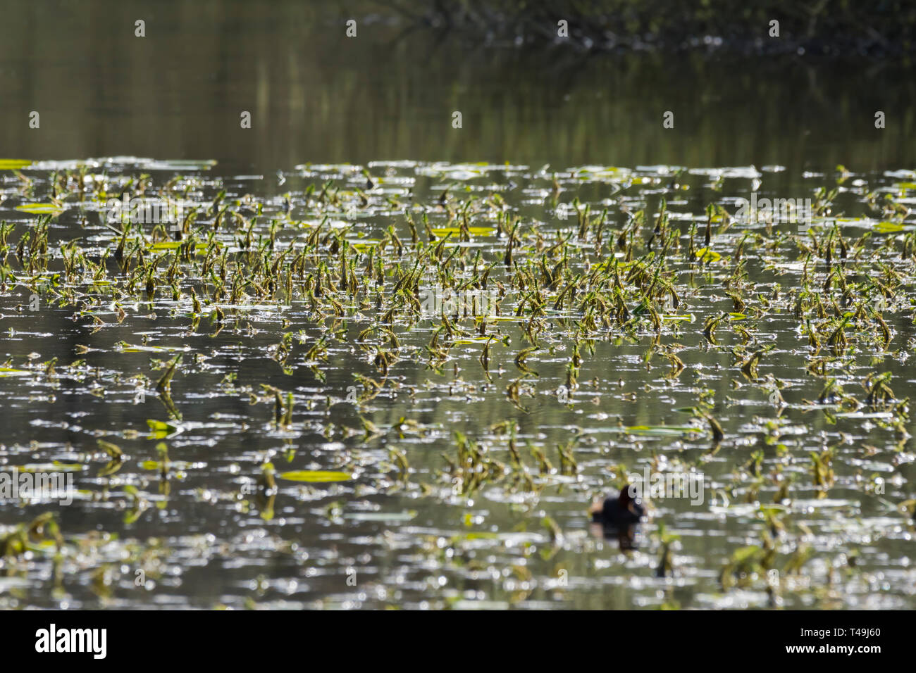 L'acqua stagnante su un lago con piante che crescono fuori di esso in primavera nel Regno Unito. Foto Stock