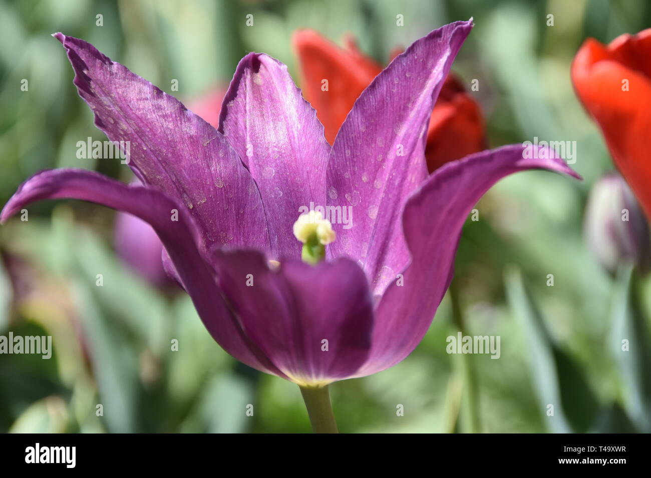 Beijing, Pechino, Cina. Xv Apr, 2019. Pechino, Cina-bello tulip blossoms può essere visto al tulip mostra tenutasi a Pechino il giardino botanico a Pechino in Cina. Credito: SIPA Asia/ZUMA filo/Alamy Live News Foto Stock