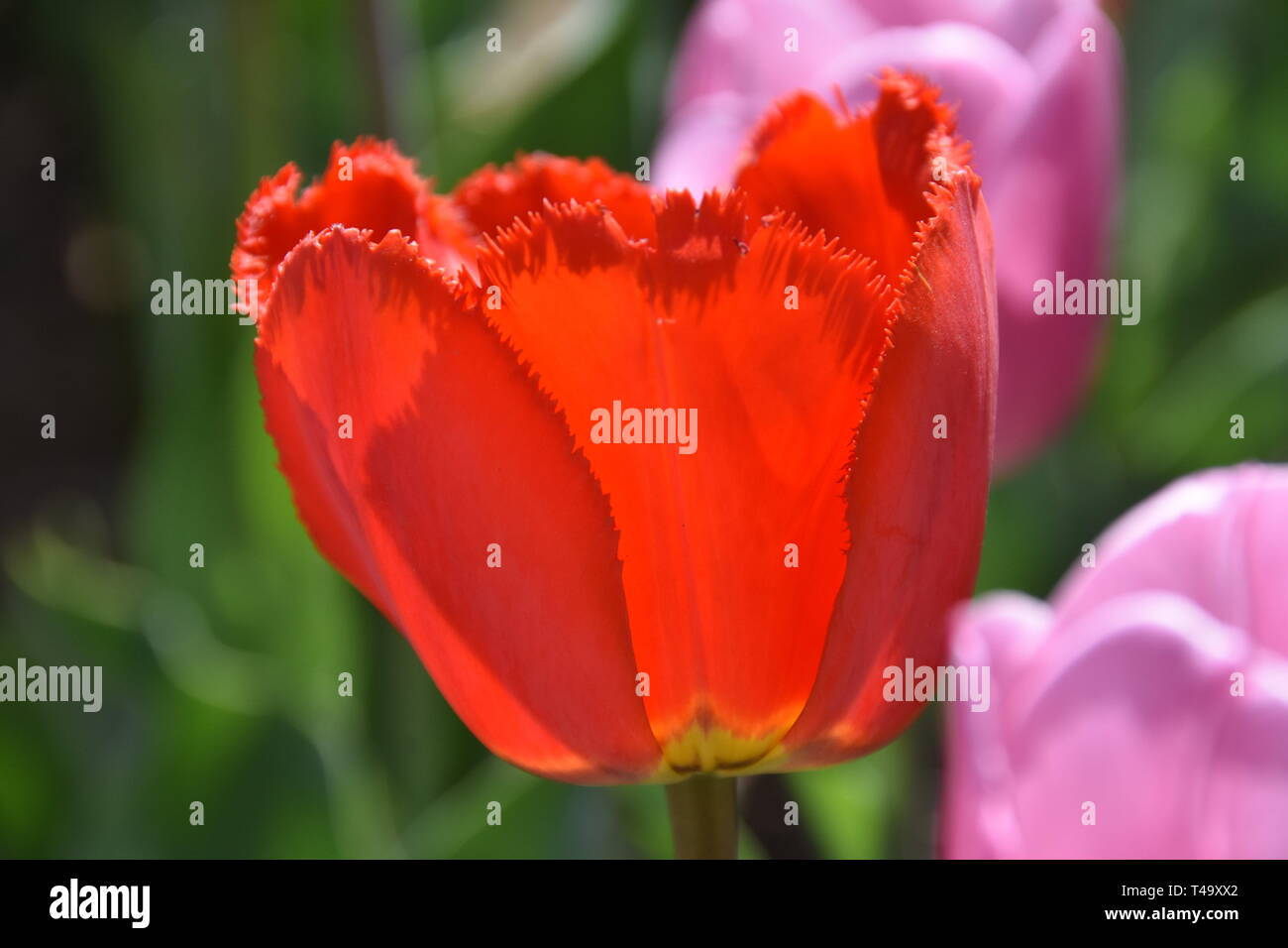 Beijing, Pechino, Cina. Xv Apr, 2019. Pechino, Cina-bello tulip blossoms può essere visto al tulip mostra tenutasi a Pechino il giardino botanico a Pechino in Cina. Credito: SIPA Asia/ZUMA filo/Alamy Live News Foto Stock