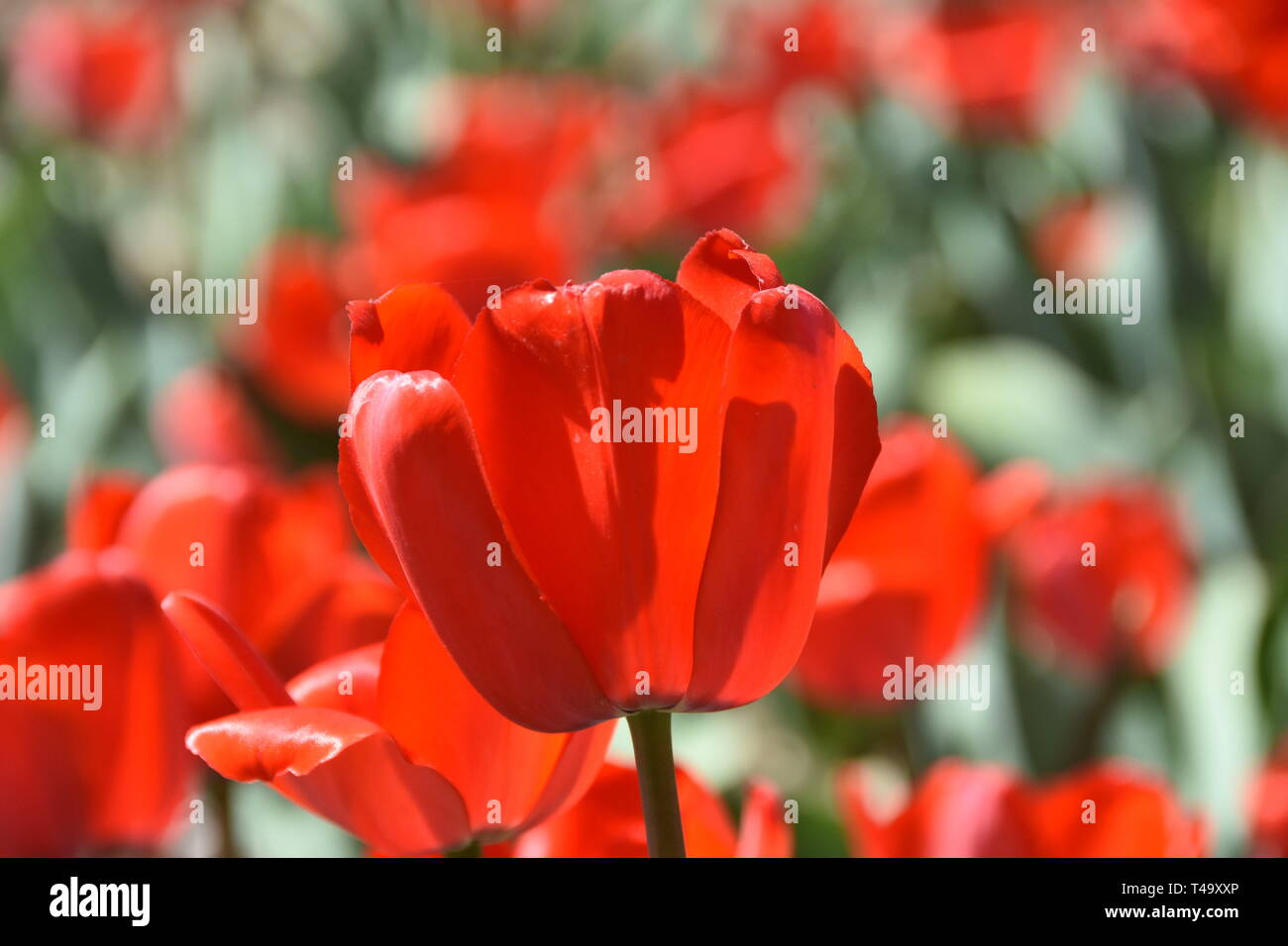 Beijing, Pechino, Cina. Xv Apr, 2019. Pechino, Cina-bello tulip blossoms può essere visto al tulip mostra tenutasi a Pechino il giardino botanico a Pechino in Cina. Credito: SIPA Asia/ZUMA filo/Alamy Live News Foto Stock