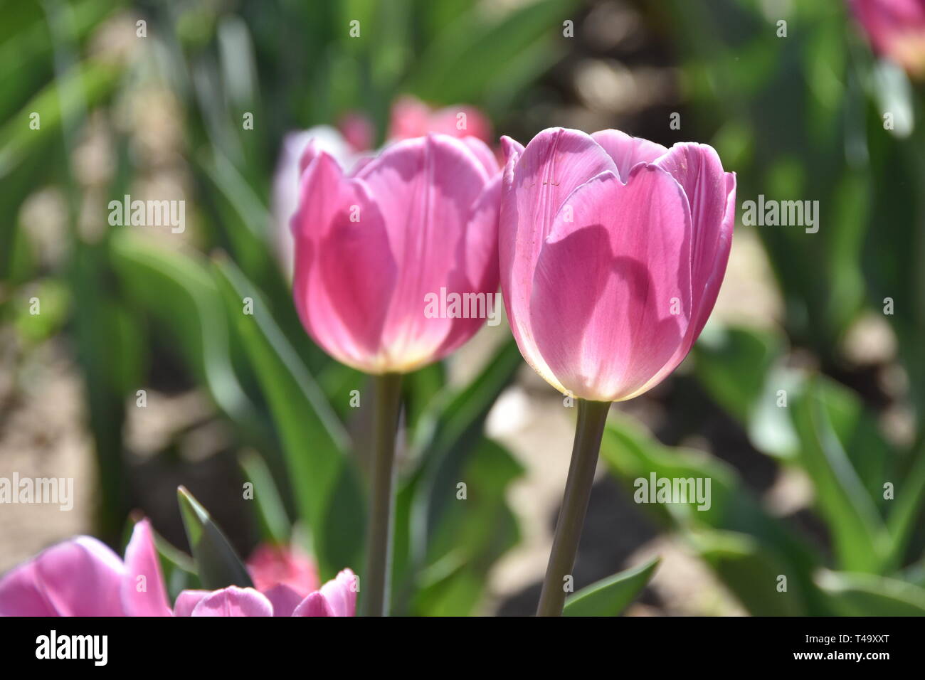 Beijing, Pechino, Cina. Xv Apr, 2019. Pechino, Cina-bello tulip blossoms può essere visto al tulip mostra tenutasi a Pechino il giardino botanico a Pechino in Cina. Credito: SIPA Asia/ZUMA filo/Alamy Live News Foto Stock