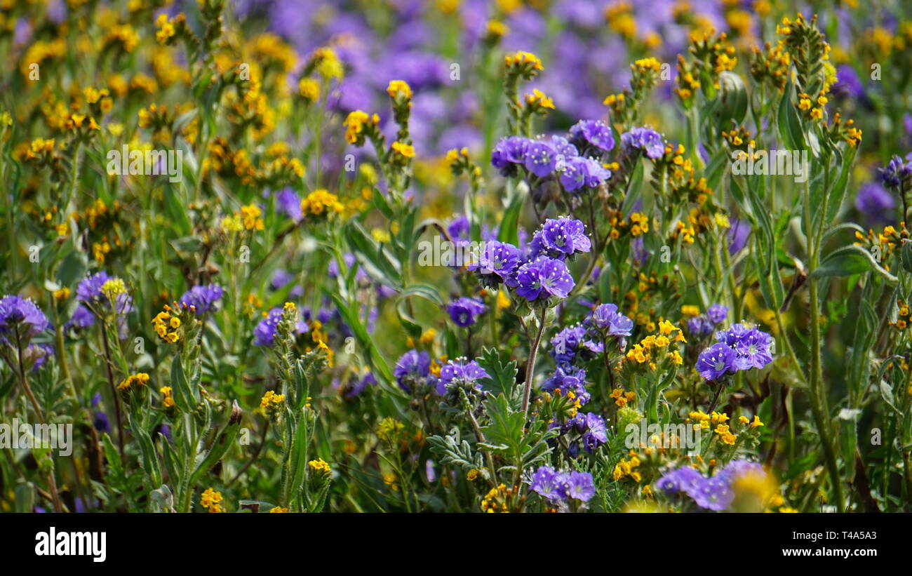 Super Bloom 2019, Carizzo Plain monumento nazionale, CALIFORNIA, STATI UNITI D'AMERICA Foto Stock
