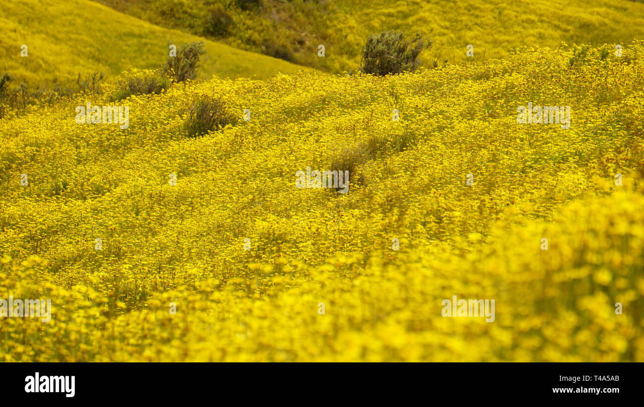 California Goldenfields o Lasthenia californica. Super Bloom 2019, Carizzo Plain monumento nazionale, CALIFORNIA, STATI UNITI D'AMERICA Foto Stock