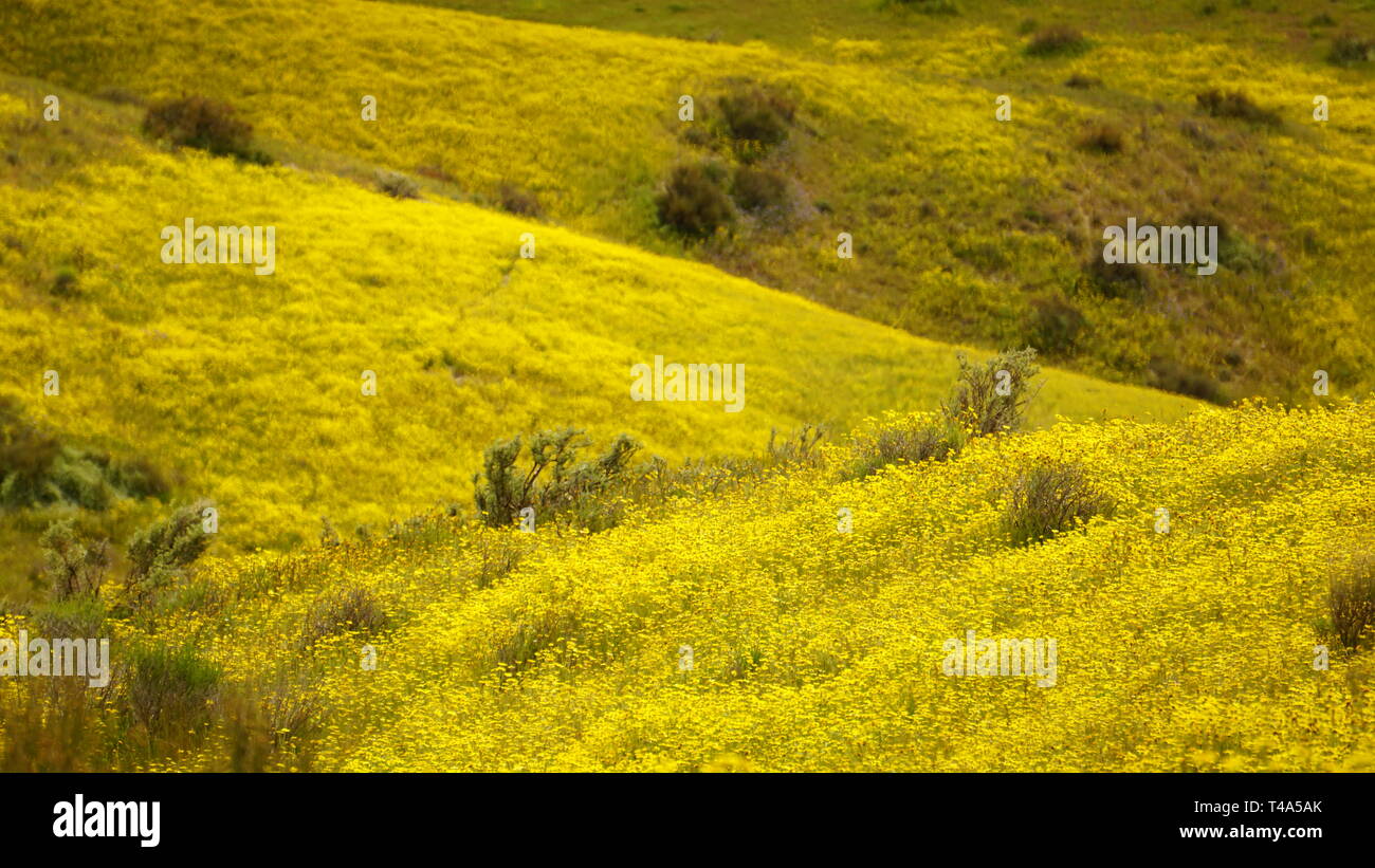 California Goldenfields o Lasthenia californica. Super Bloom 2019, Carizzo Plain monumento nazionale, CALIFORNIA, STATI UNITI D'AMERICA Foto Stock