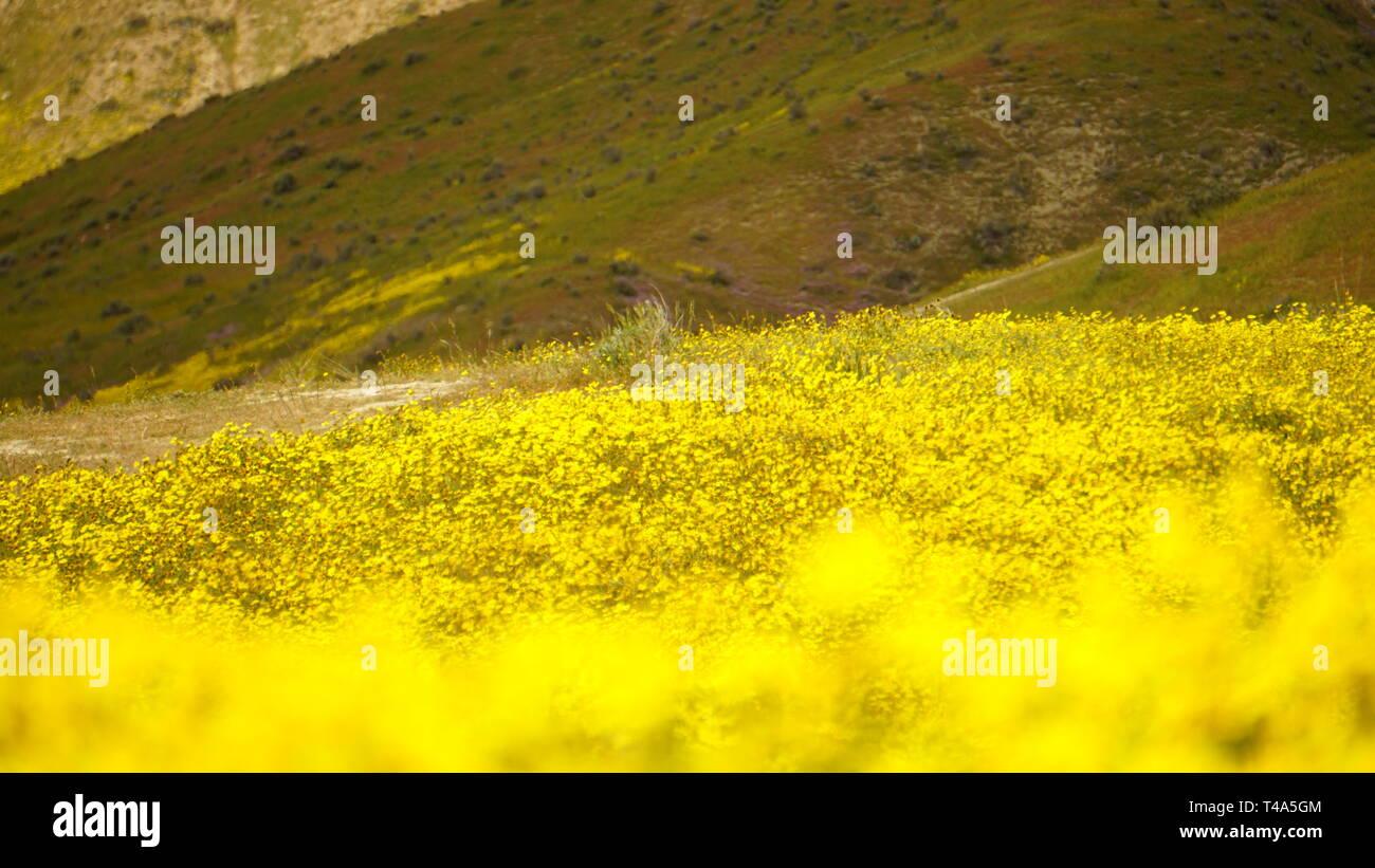 California Goldenfields o Lasthenia californica. Super Bloom 2019, Carizzo Plain monumento nazionale, CALIFORNIA, STATI UNITI D'AMERICA Foto Stock