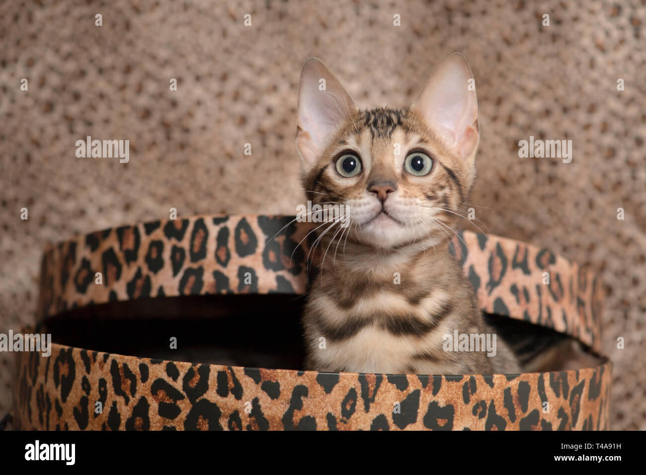 Una razza bengala gattino all'interno di una stampa leopard cappelliera contro un leopard sfondo di stampa Foto Stock