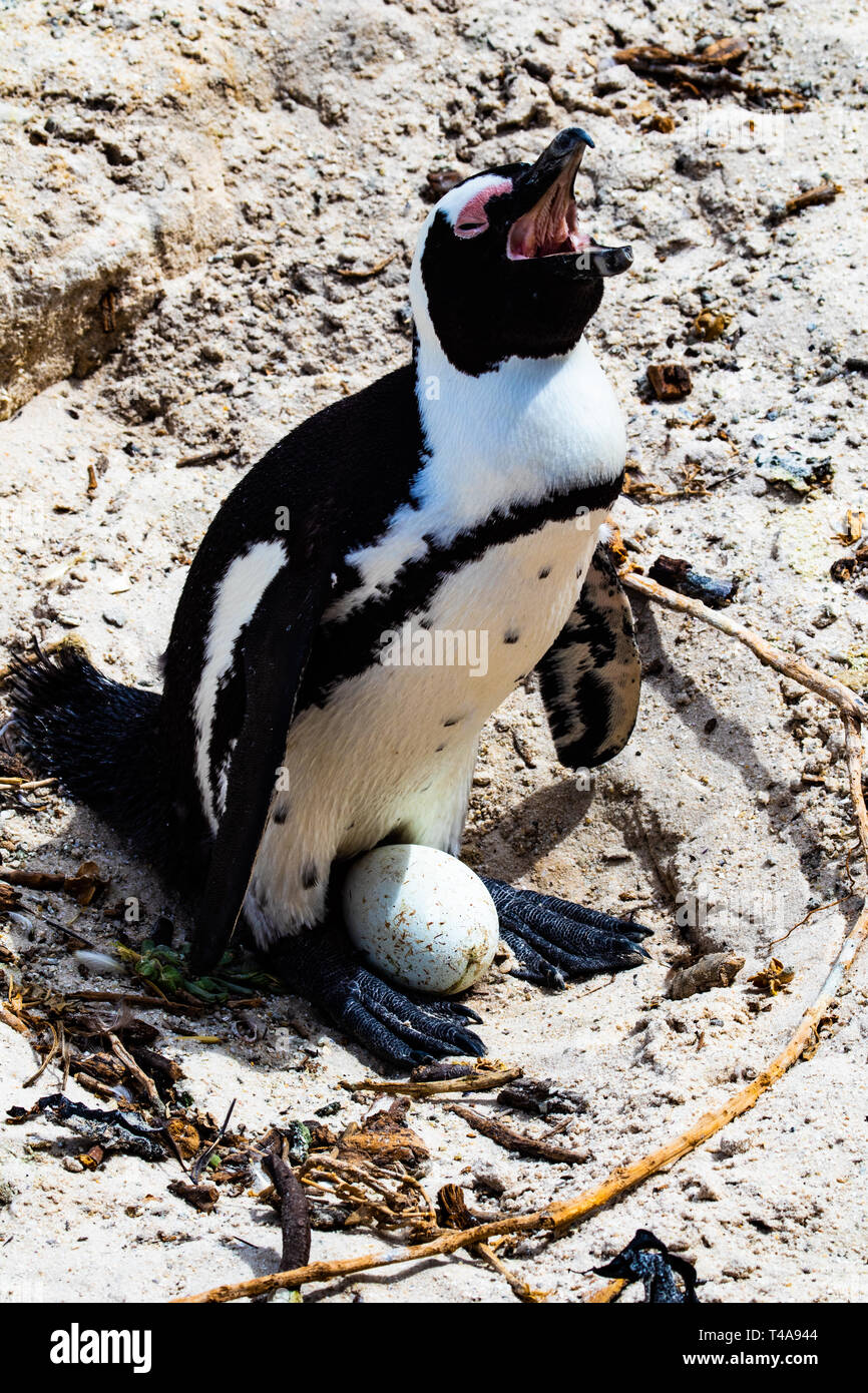 Squawking penguin proteggendo il suo uovo Foto Stock