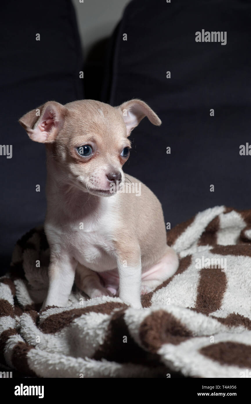 Adorabili minuscolo cucciolo di chihuahua, seduta su una coperta su un lettino. Foto Stock