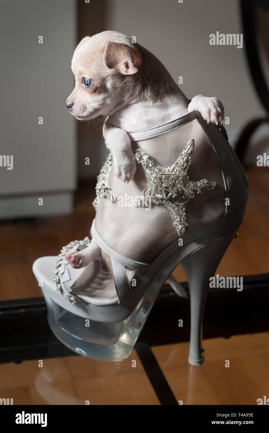 Tiny beige e bianco chihuahua puppy in un designer tacco alto. Foto Stock