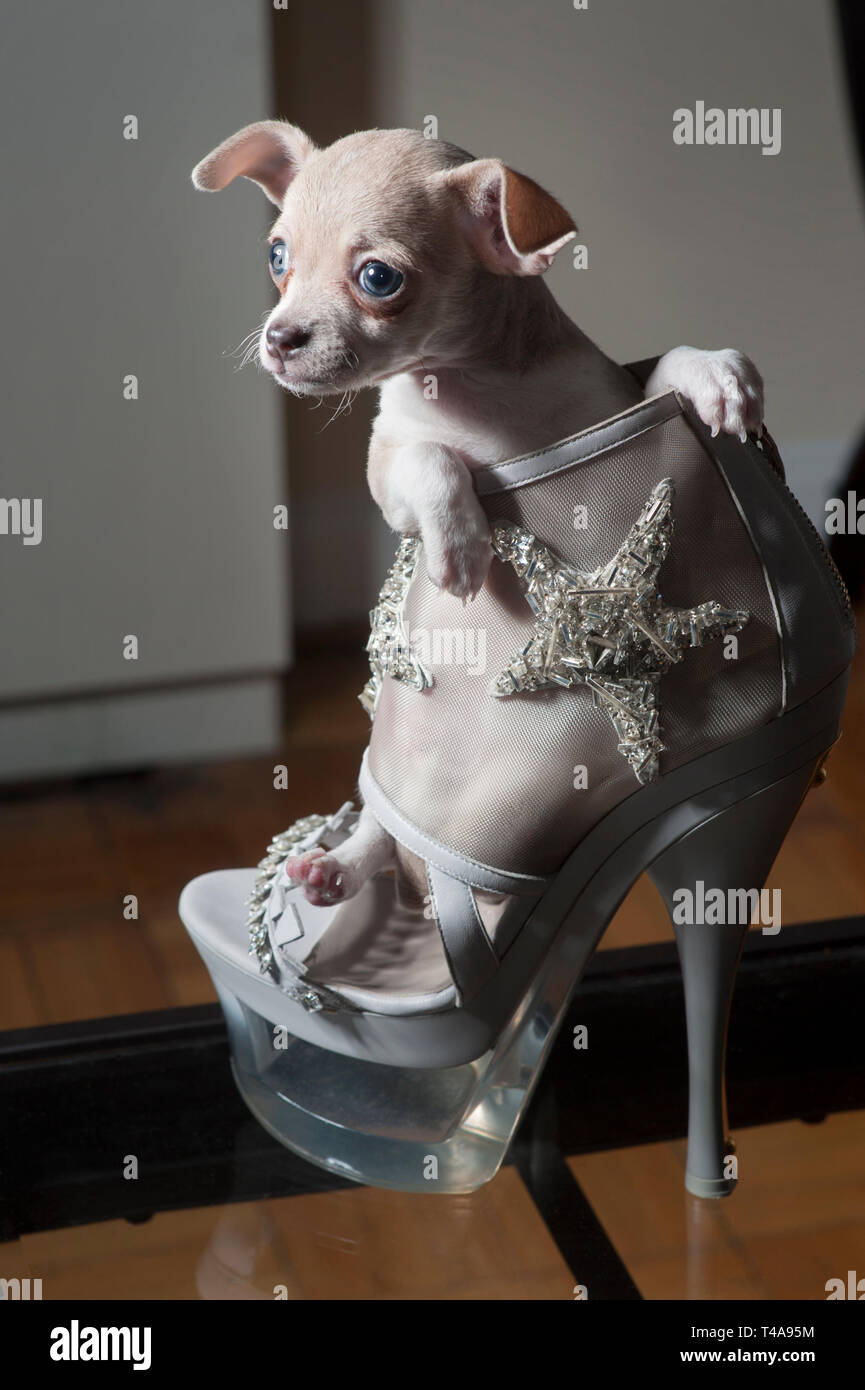 Tiny beige e bianco chihuahua puppy in un designer tacco alto. Foto Stock