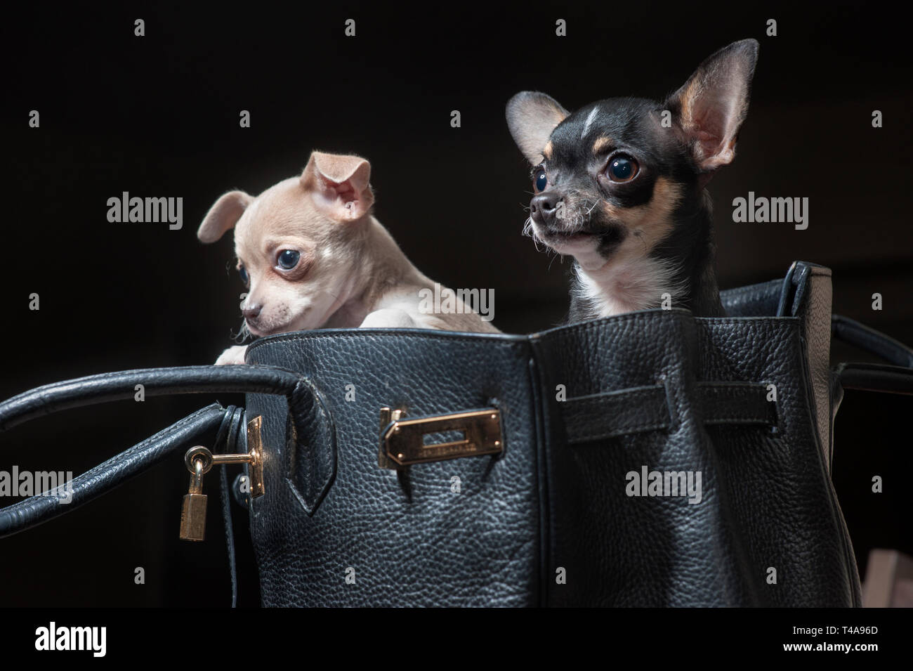 Due piccoli cani chihuahua in un nero borsa designer. Foto Stock