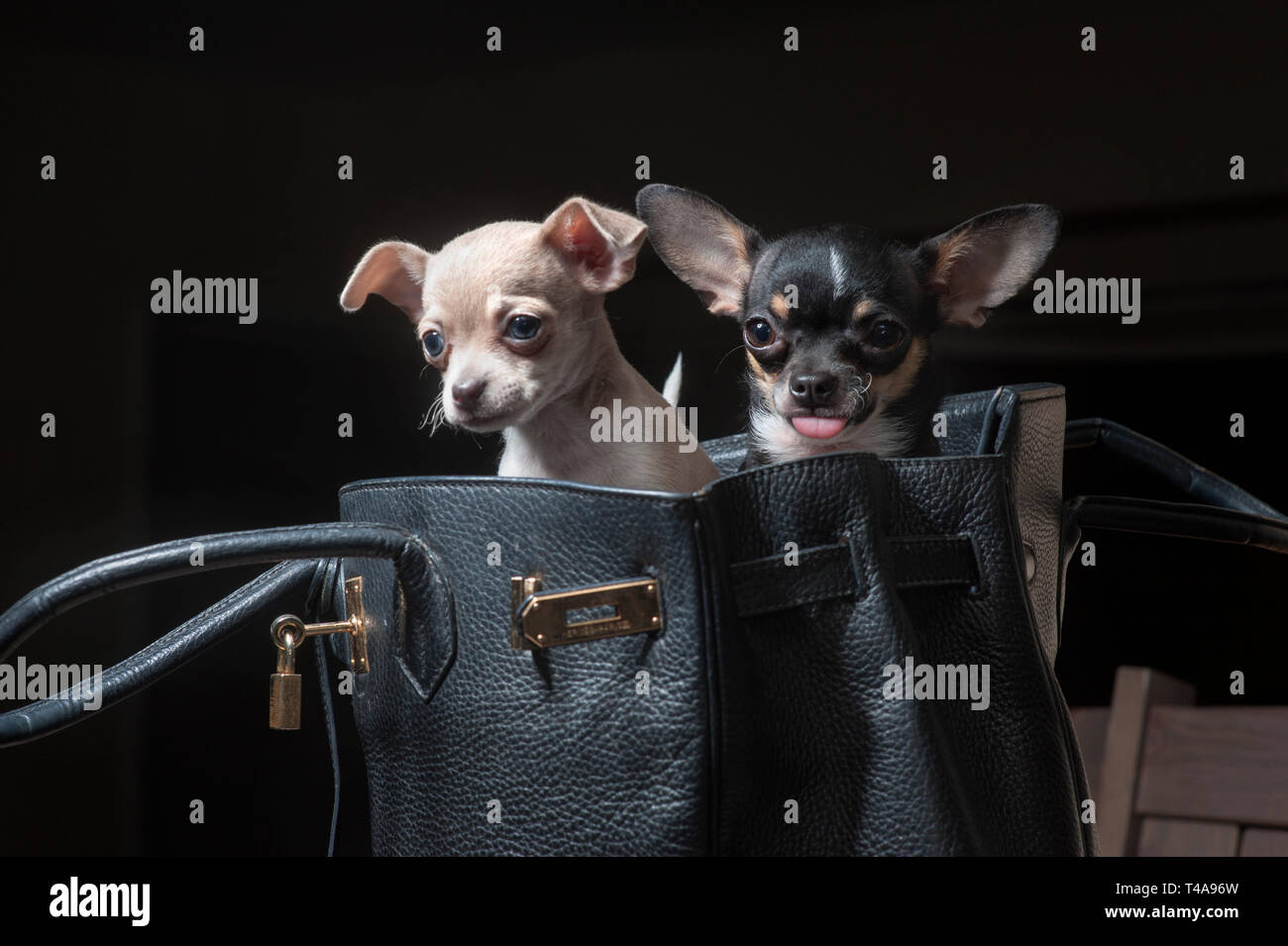 Due piccoli cani chihuahua in un nero borsa designer. Foto Stock