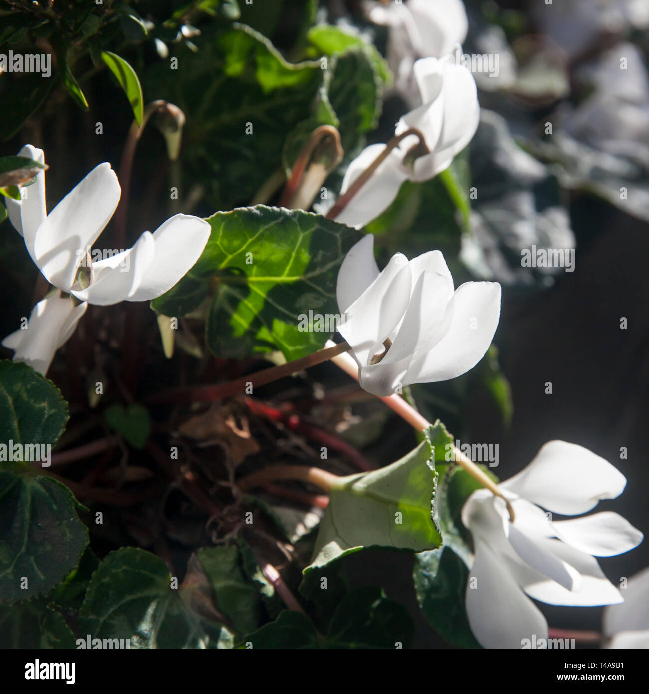 La bianca fioritura cyclamens in giardino Foto Stock