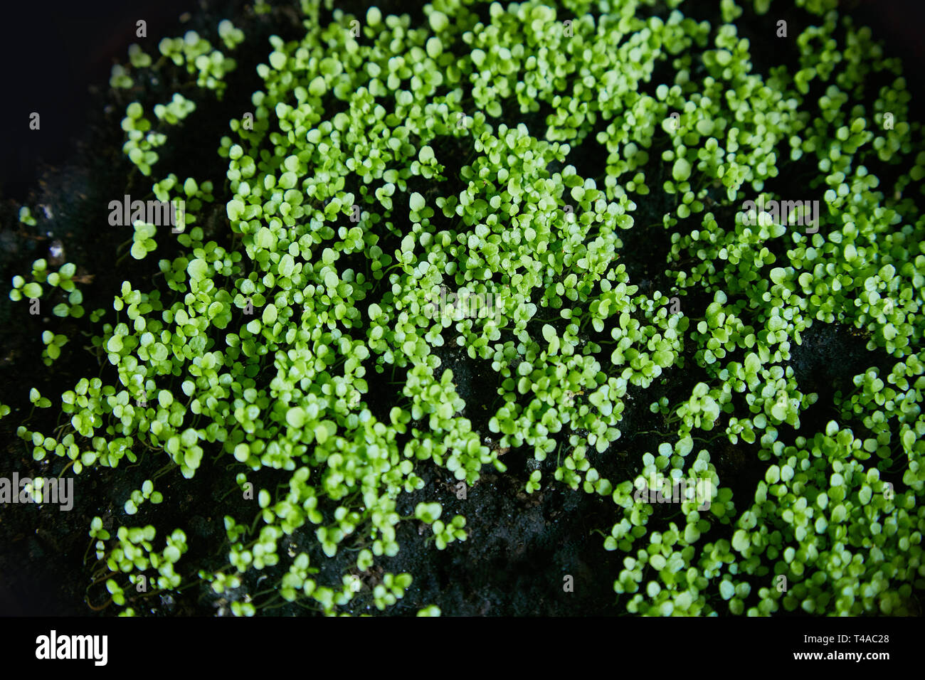 Sweet alyssum piantine vicino le piantine di fiori da giardino in primavera, popolare rockery germogli di piante Foto Stock