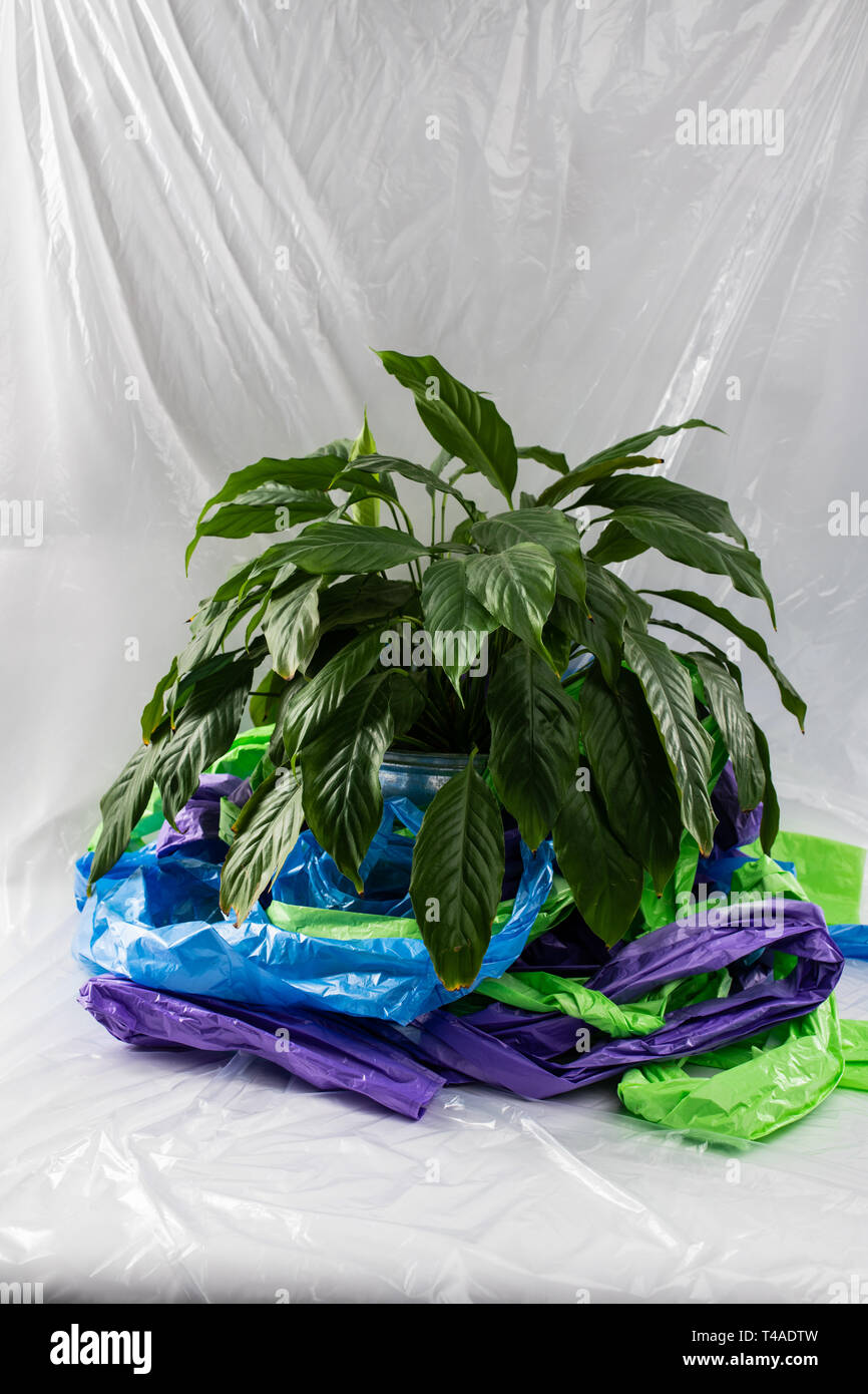 Rigogliosa e verde pianta di casa in piedi in una pentola in medio di materia plastica Foto Stock