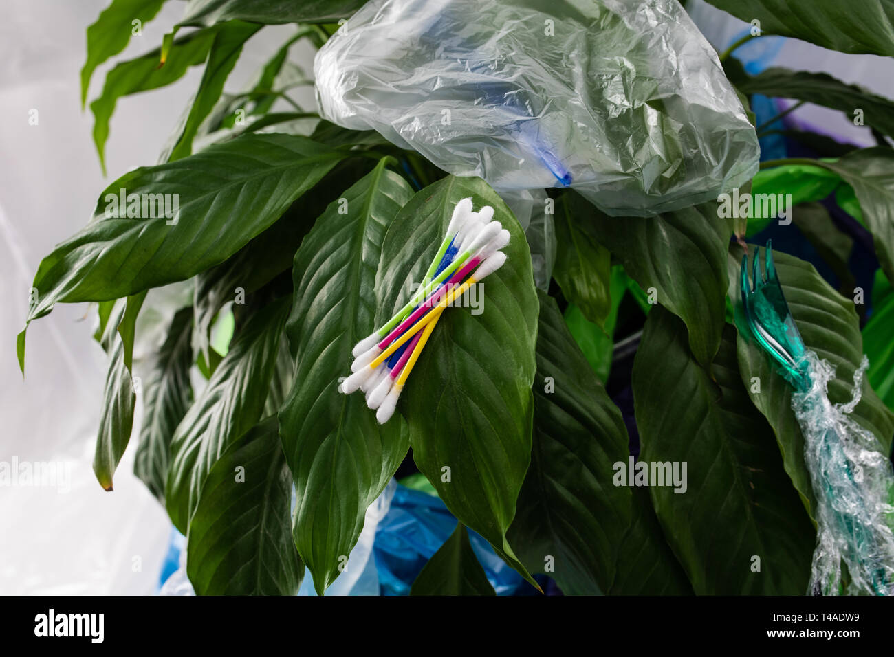 Tamponi di cotone e la forcella avvolto con della pellicola di plastica Foto Stock