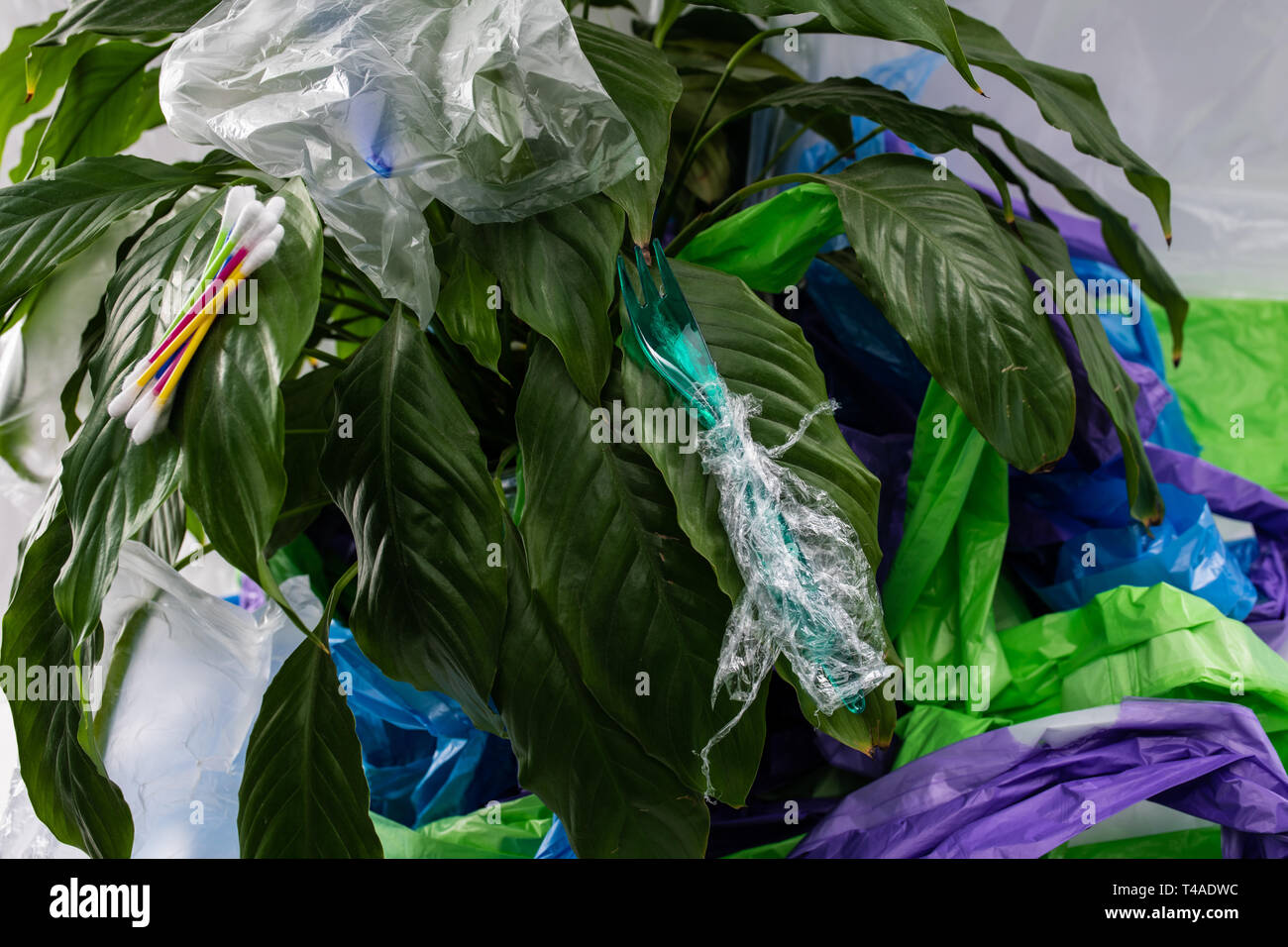 Minacciano la pianta verde attaccato con nocivi prodotti in plastica Foto Stock