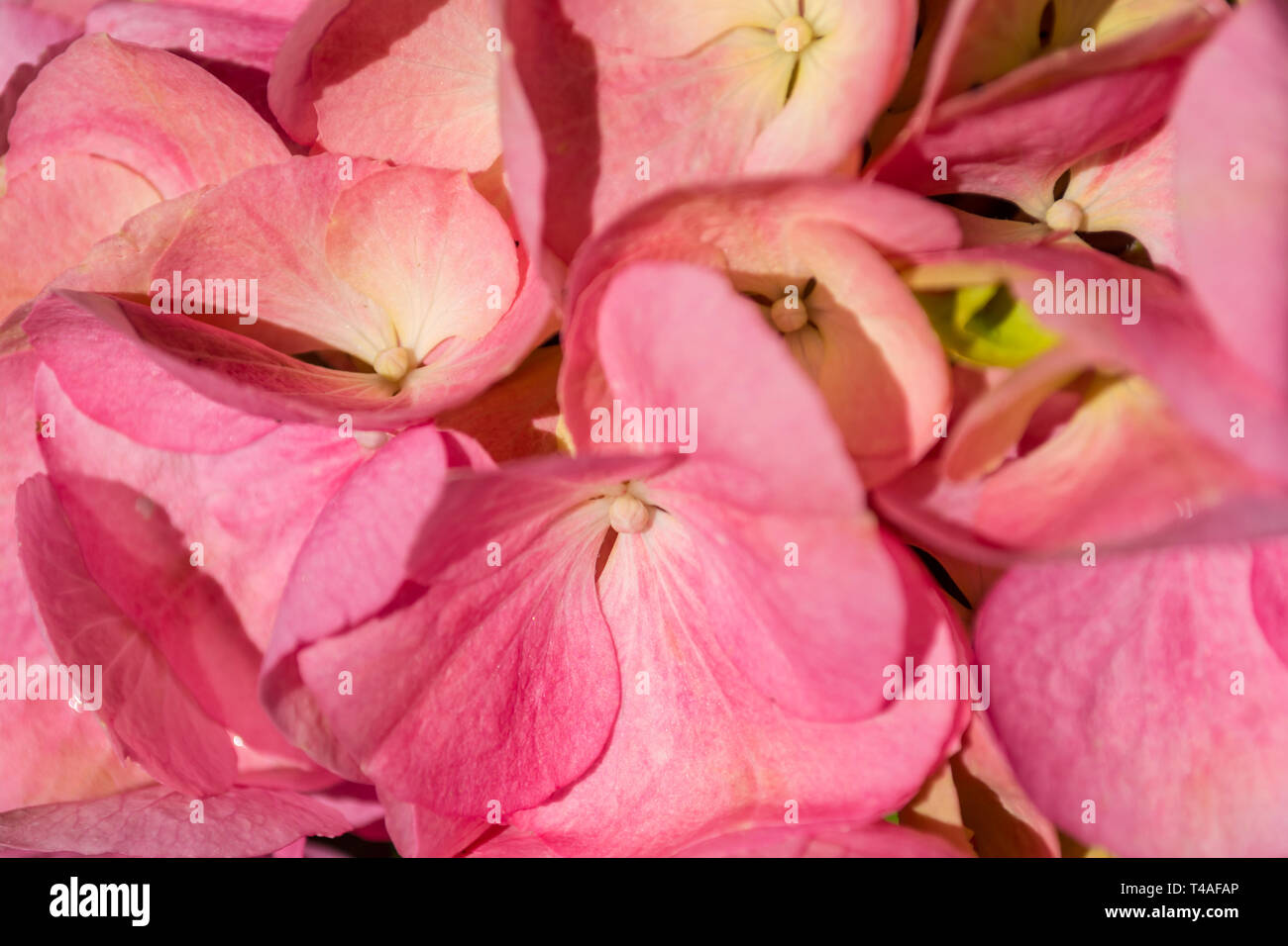 Primo piano su petali di rosa ortensie Foto Stock