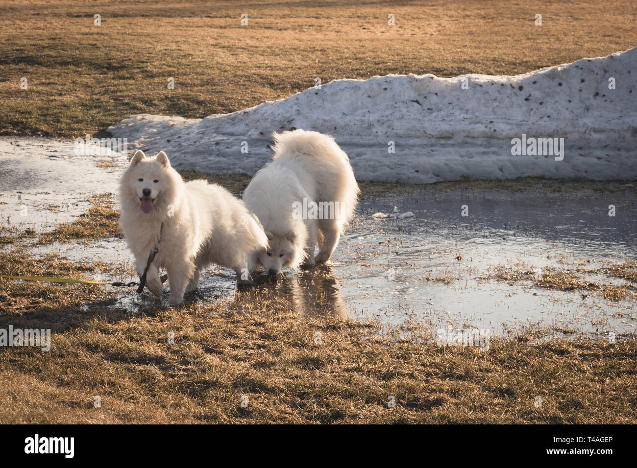 Due Samoiedo Cani giocando in acqua di fusione del ghiaccio accanto a un mucchio di neve in aprile. Foto Stock