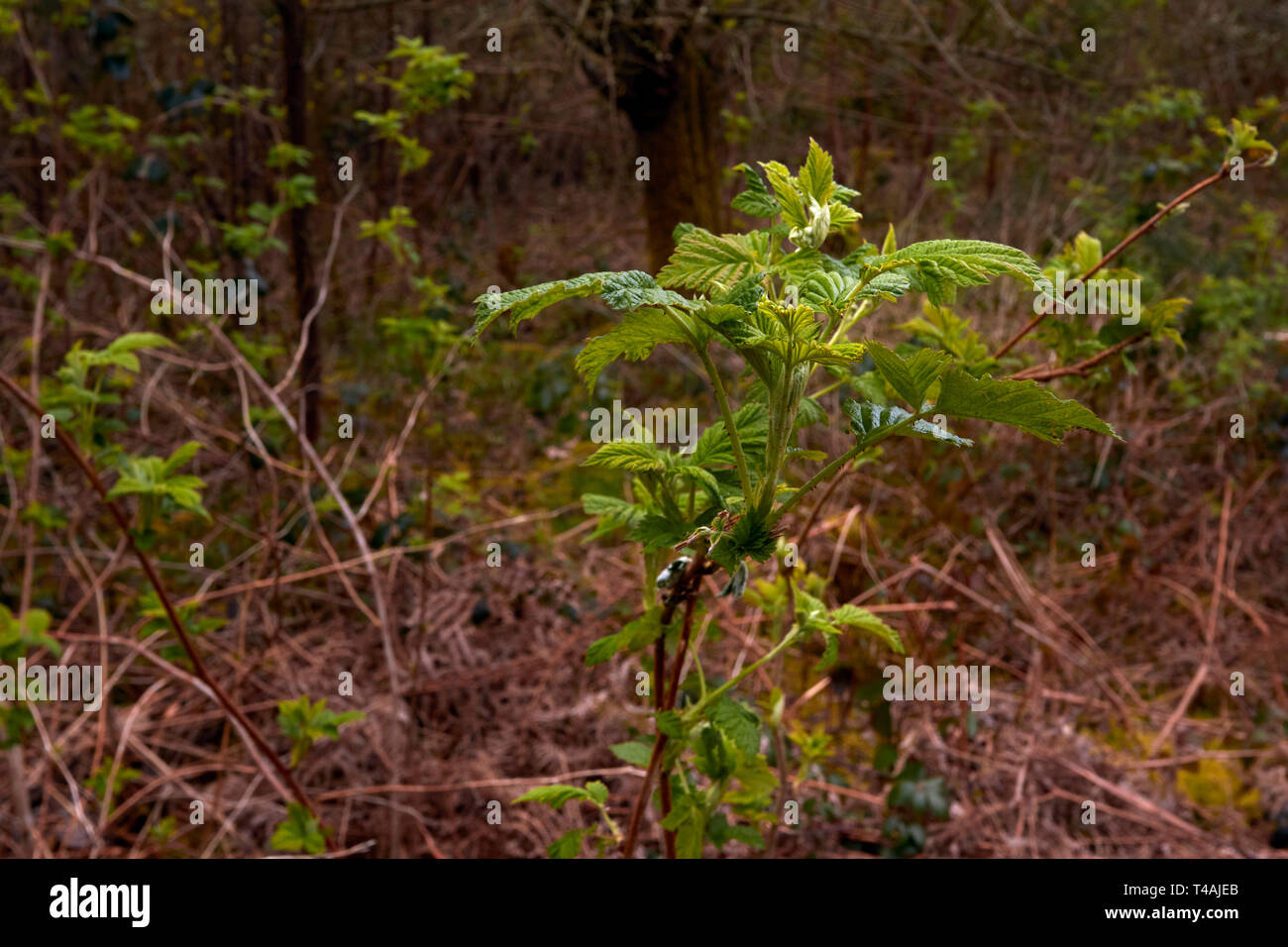 Giovani pianta gorse irradiano nel sole di primavera del Surrey, Inghilterra, Regno Unito, Europa Foto Stock