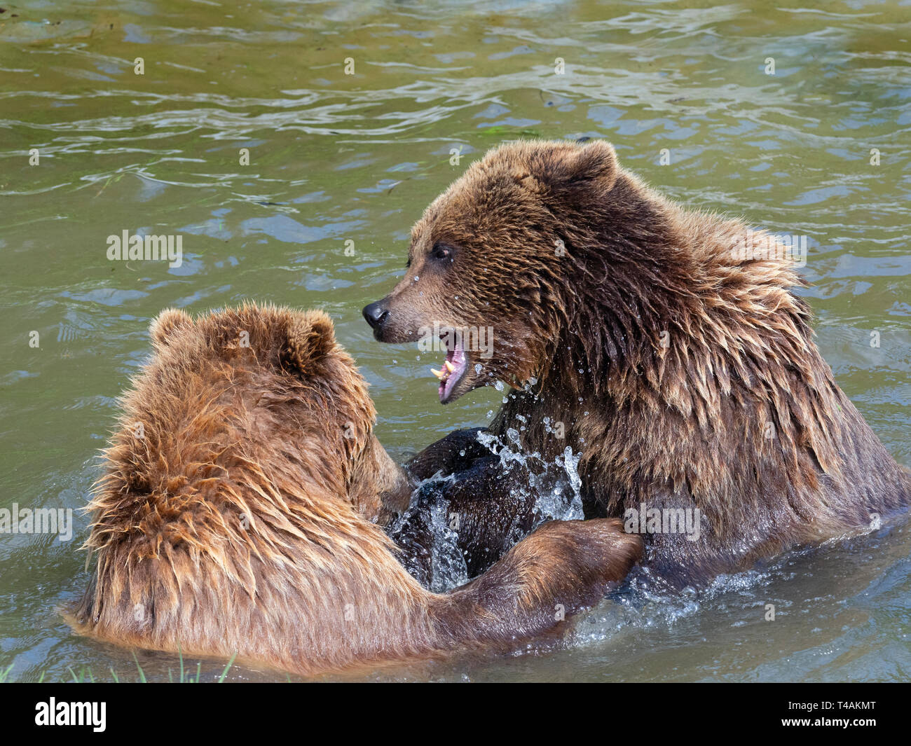 Orso bruno Ursus arctos giocare combattimenti Captive ritratto Foto Stock