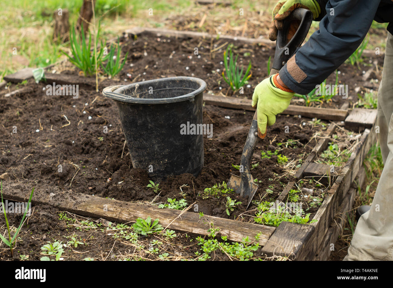 Un uomo è lo scavo di una pala suolo nel giardino in primavera Foto Stock