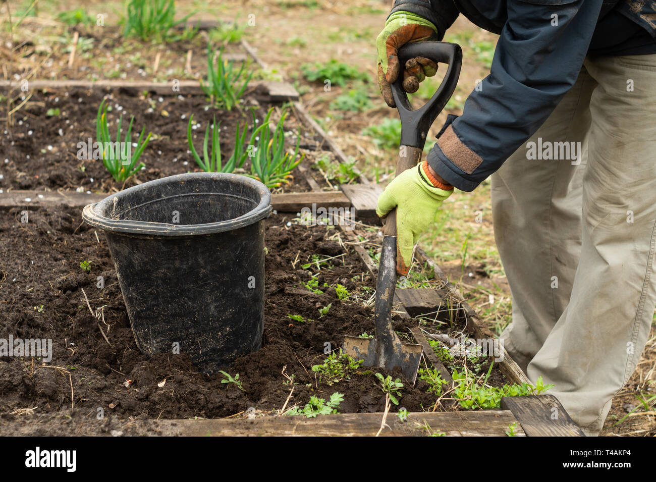 Un uomo è lo scavo di una pala suolo nel giardino in primavera Foto Stock