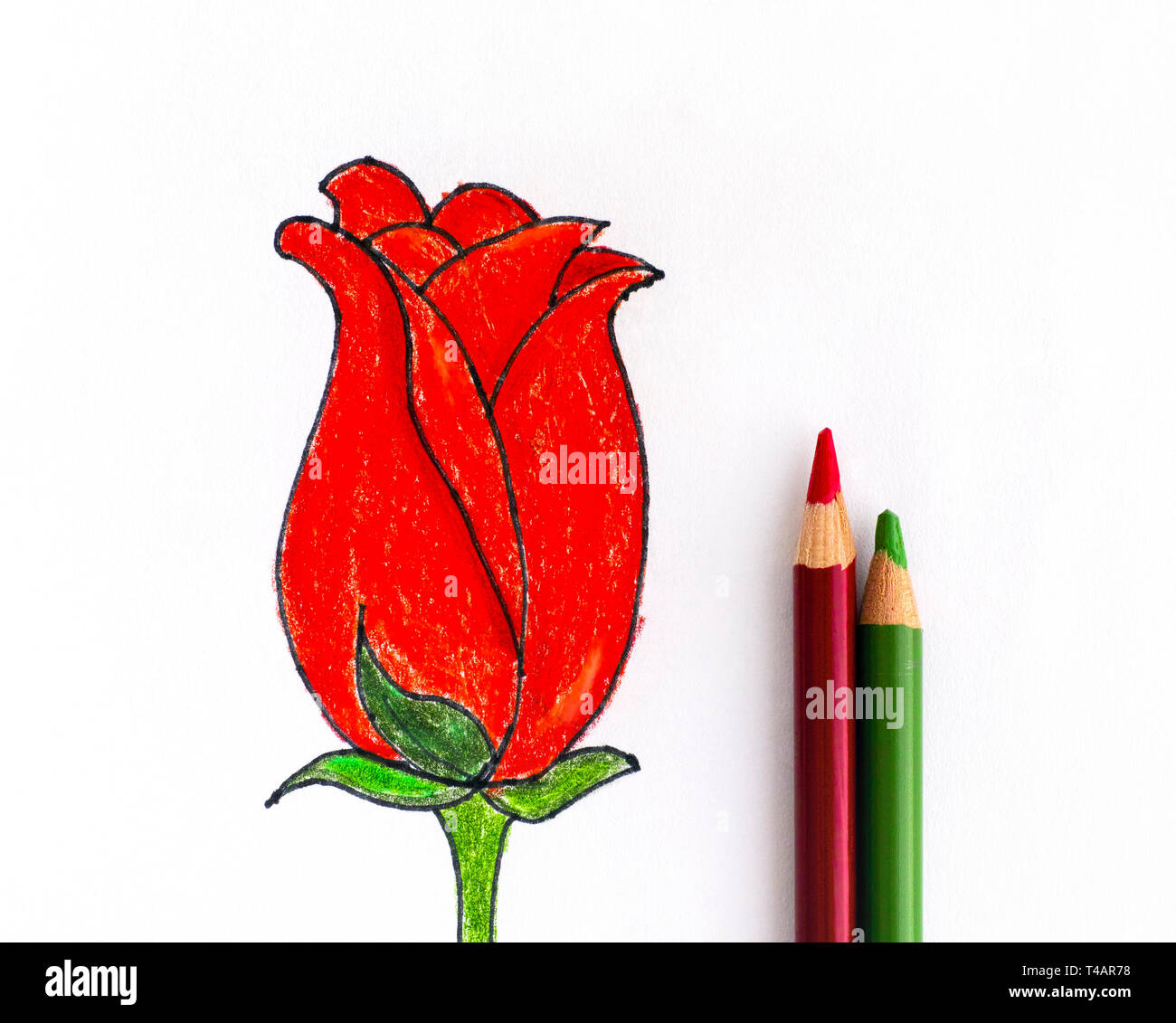 Red Tulip con due matite. Matita disegno a mano. Foto Stock