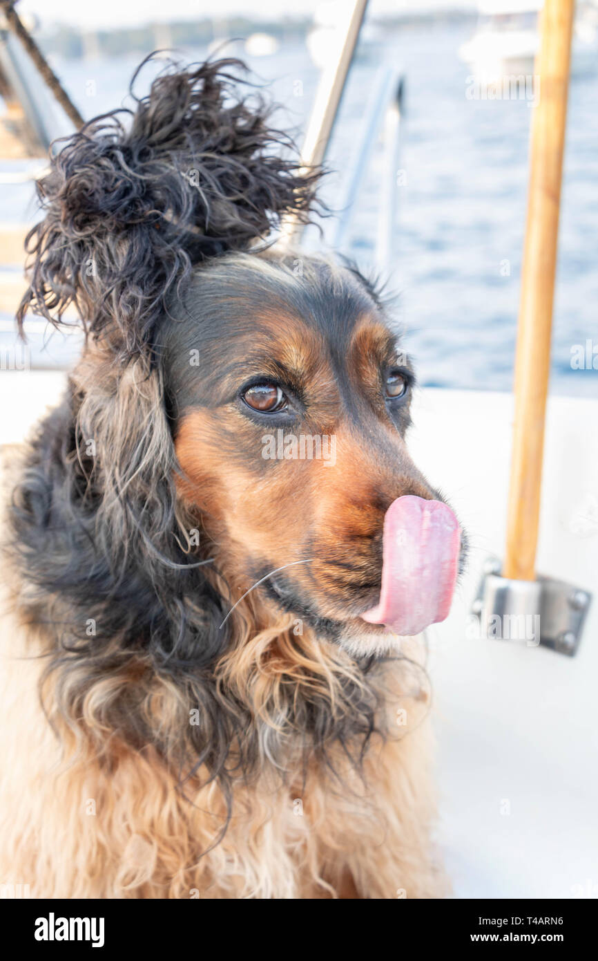 Ritratto di un cocker spaniel con orecchie sollevato sul suo capo cannibale copricapo, leccare il tartufo Foto Stock