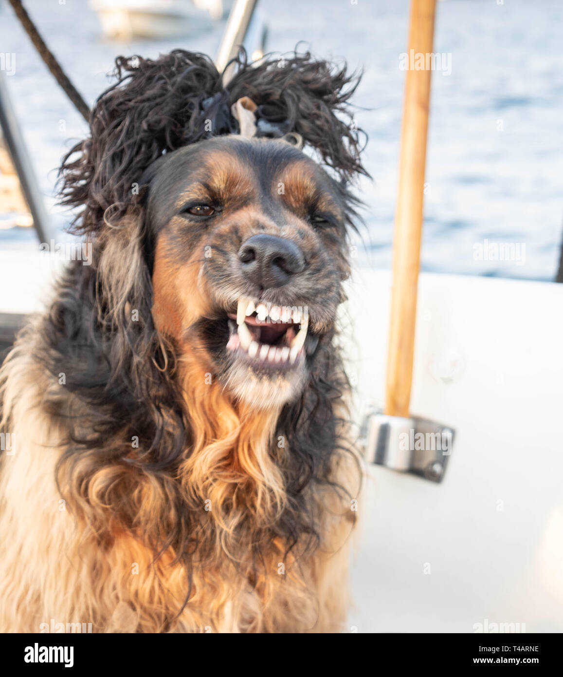 Cocker con un fumetto acconciatura sul suo capo che mostra i denti a mordere Foto Stock