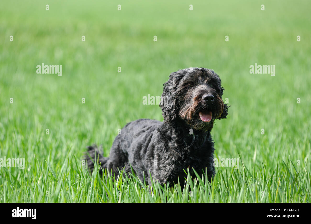 Maschio nero Cockapoo cane in un campo verde. Foto Stock