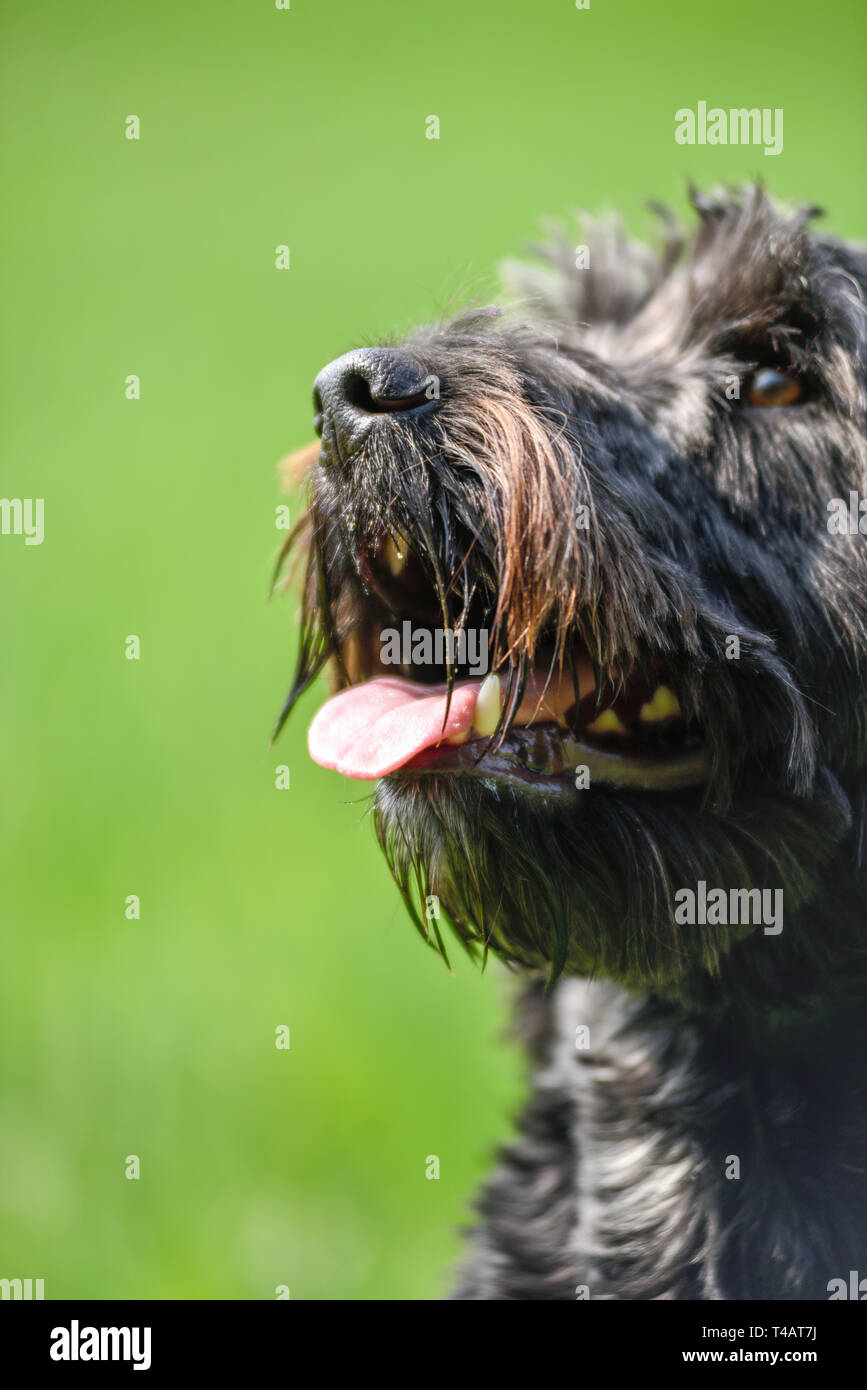 Maschio nero Cockapoo cane in un campo verde. Foto Stock