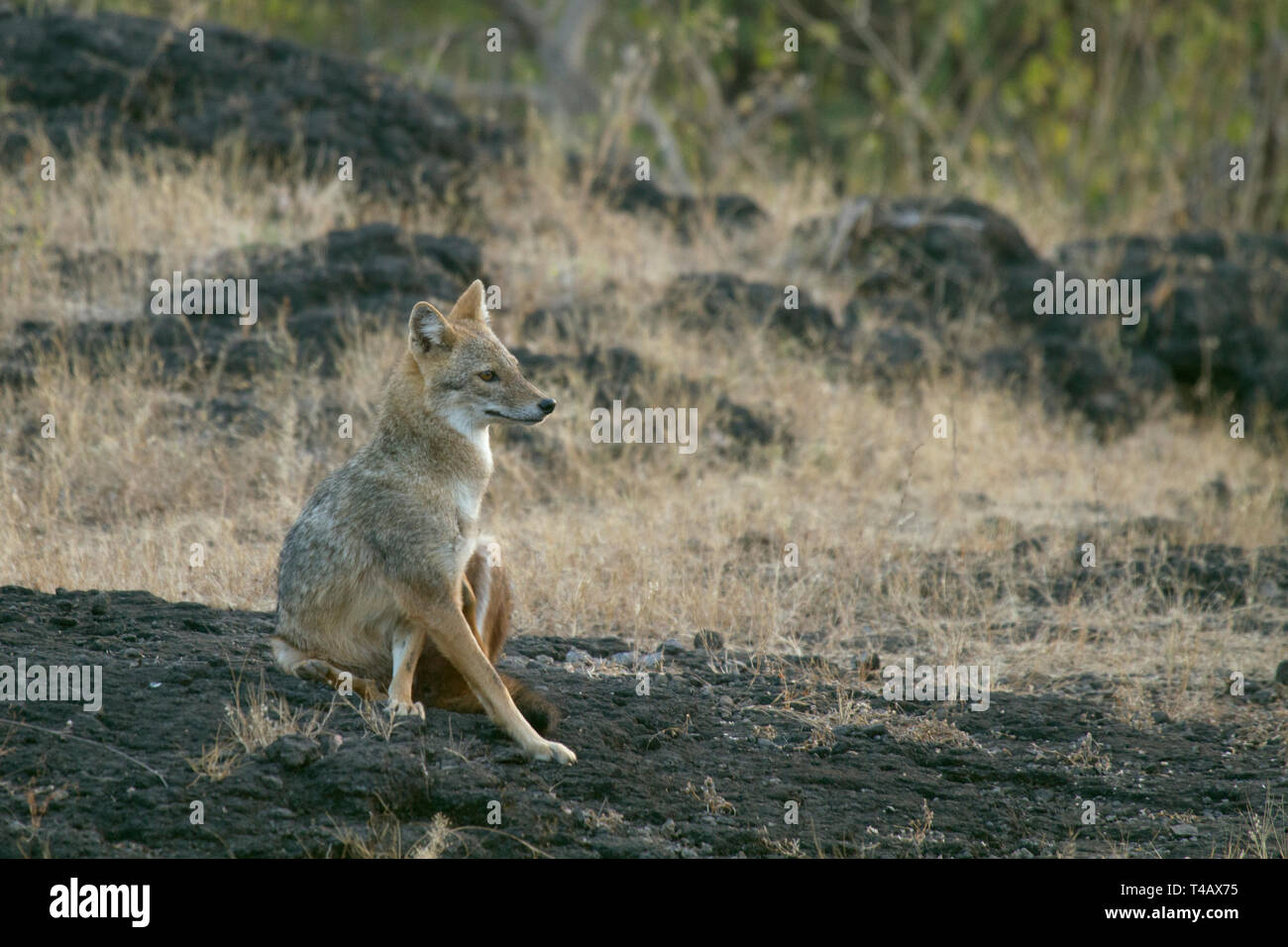 Golden Jackal o Canis aureus in appoggio sulle rocce in Gir Parco Nazionale di Gujarat India Foto Stock