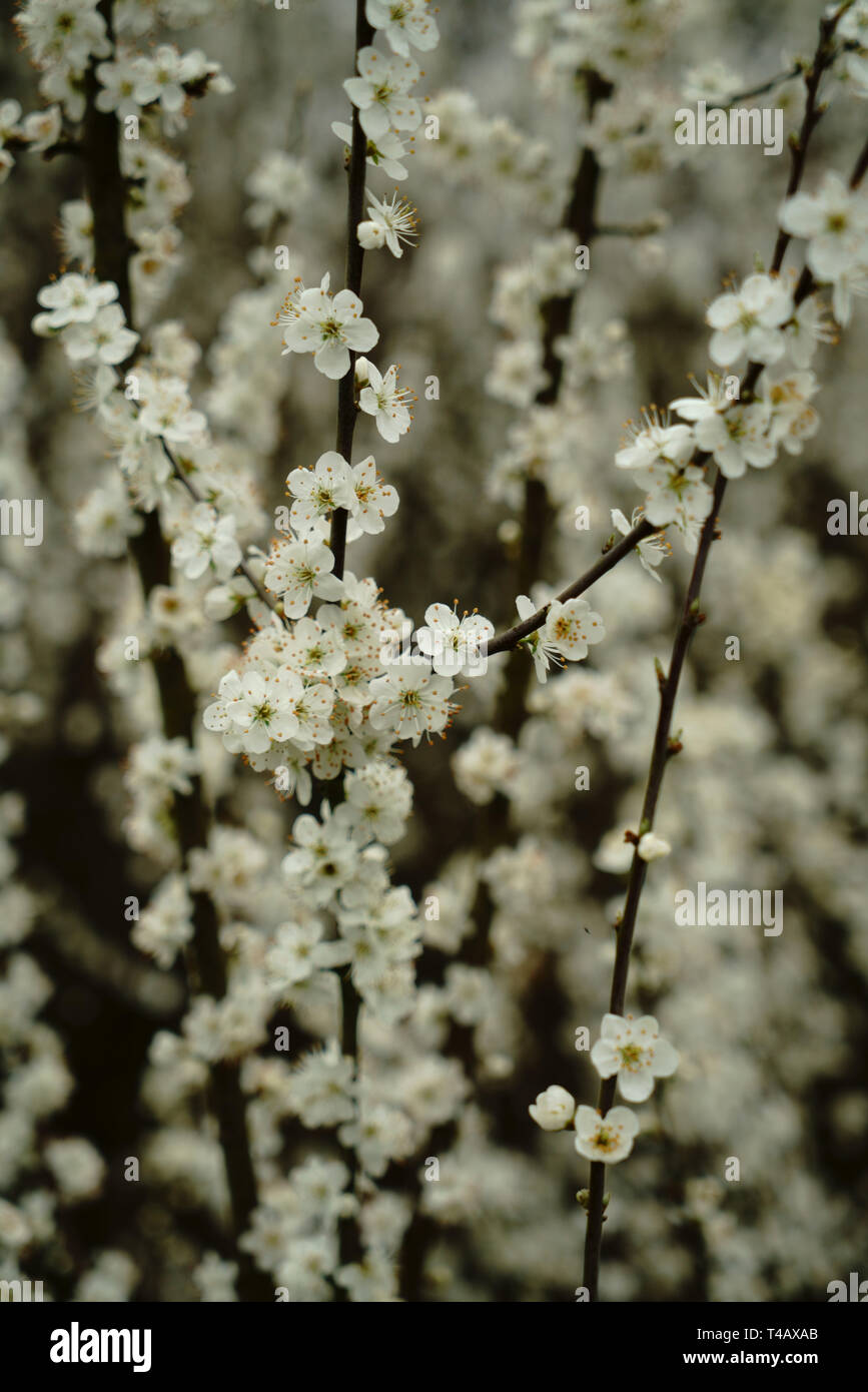 Prugnolo bush fioritura in primavera. Foto Stock