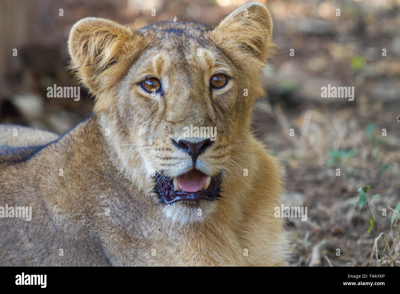 Leone asiatico o asiatici o Lion Panthera leo leo ritratto femminile in Gir parco nazionale di Gujarat India Foto Stock