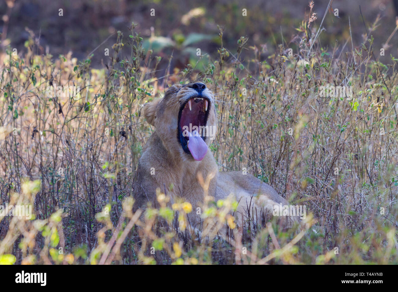 Leone asiatico o asiatici o Lion Panthera leo leo sbadigli in Gir parco nazionale di Gujarat India Foto Stock