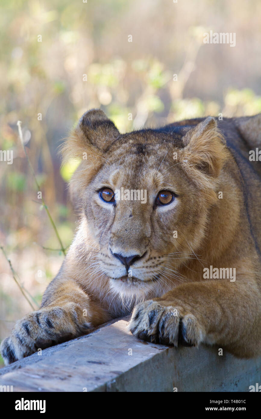 Leone asiatico o asiatici o Lion Panthera leo leo cub al Gir parco nazionale di Gujarat India Foto Stock